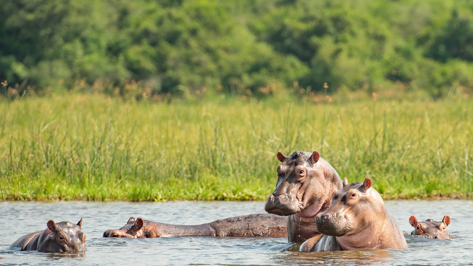 Churchill's Erbe: die grüne Perle Afrikas